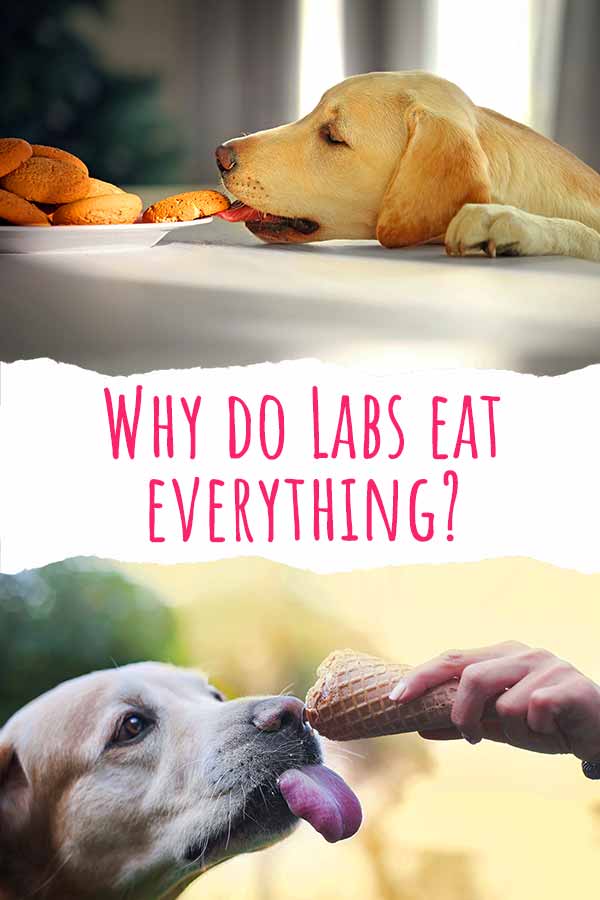 why do labs eat everything