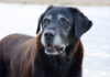 why do black labs have white on them