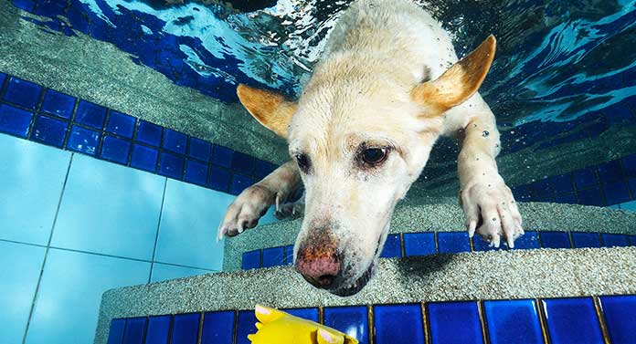 Why Do Labs Have Feet? A Closer At Labrador Toes