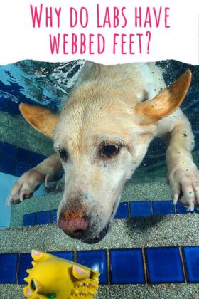 labrador webbed feet