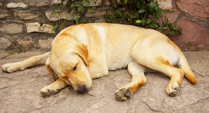 can a labrador sleep outside