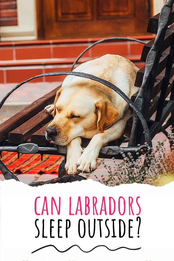 can a labrador sleep outside