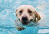 can labradors swim