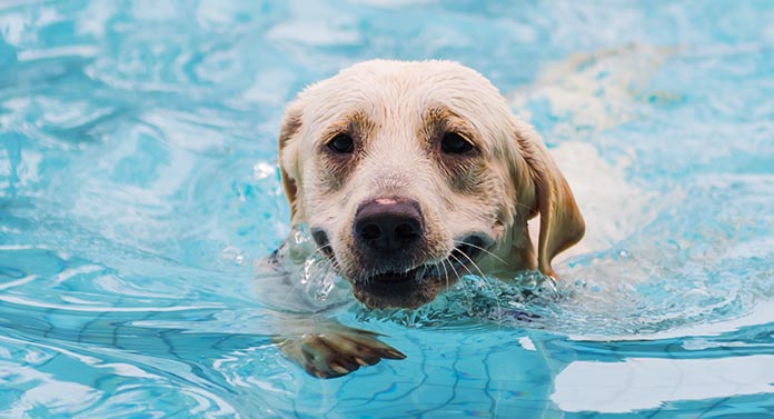 Can Labradors Swim? Diving Into The Facts About Labrador ...