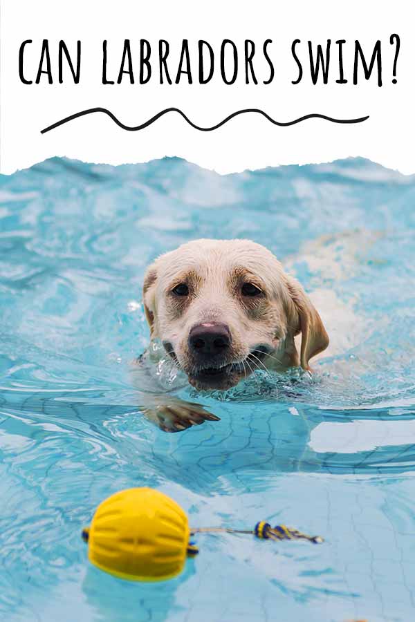 can labradors swim