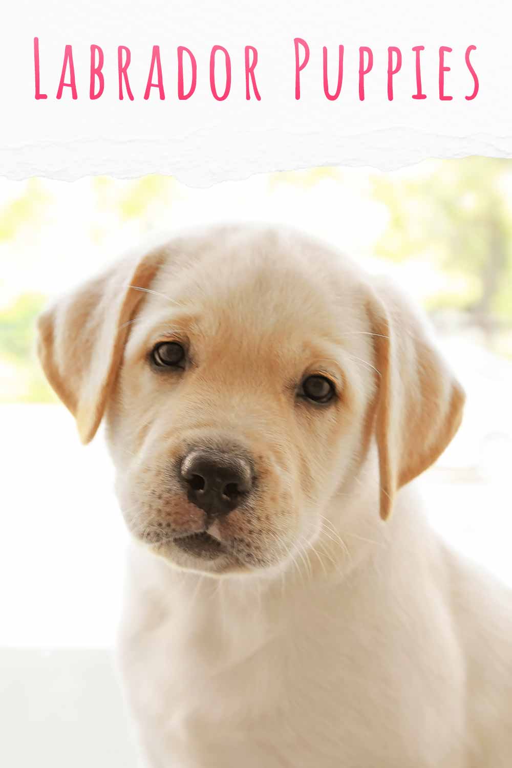 what do i need for my puppy labrador