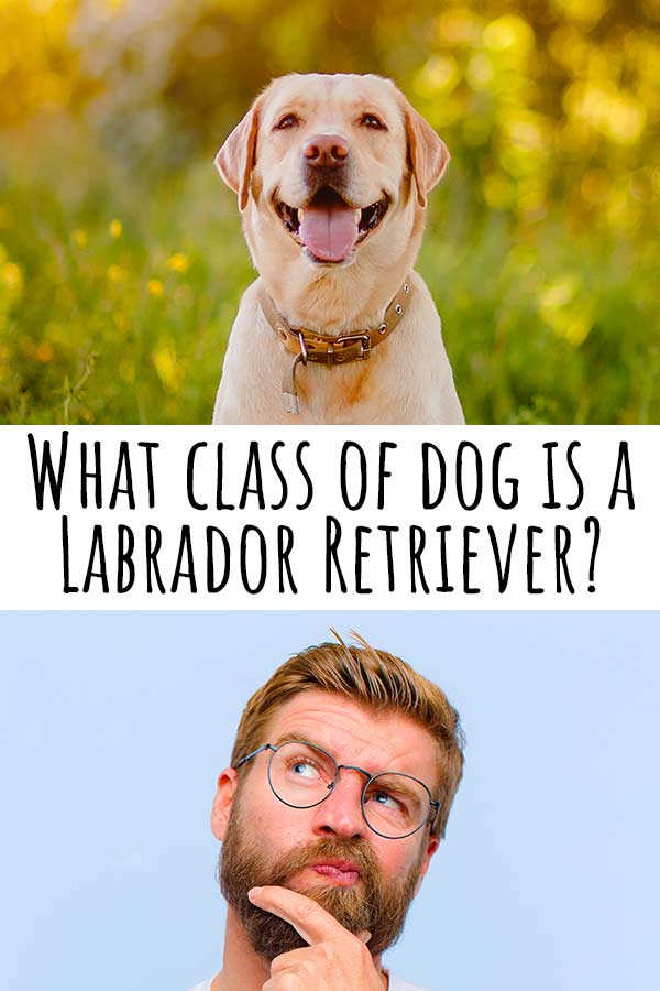 what class of dog is a labrador retriever