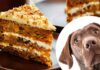 can dogs eat carrot cake