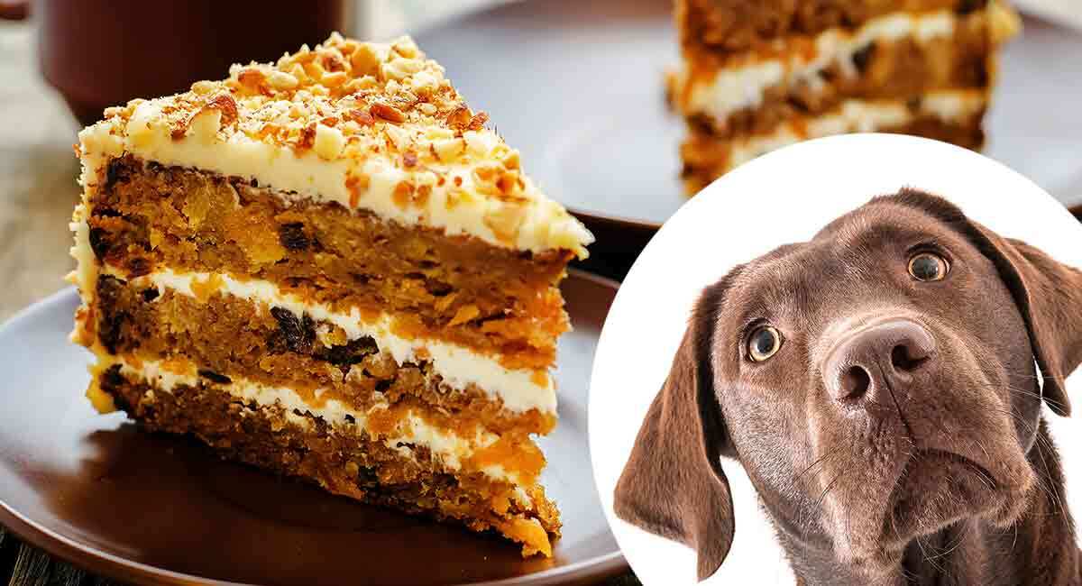 are dogs allowed to eat cake