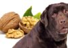 can dogs eat walnuts