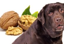 can dogs eat walnuts