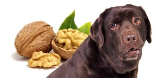 can dogs eat walnuts