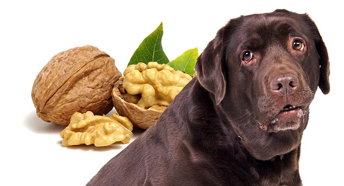 are nuts good for dogs to eat