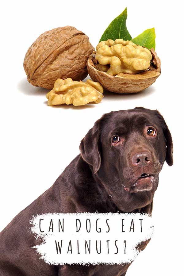 are nuts good for dogs to eat