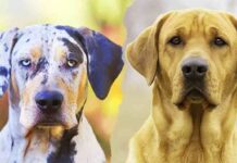 catahoula lab mix