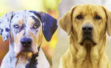 catahoula lab mix