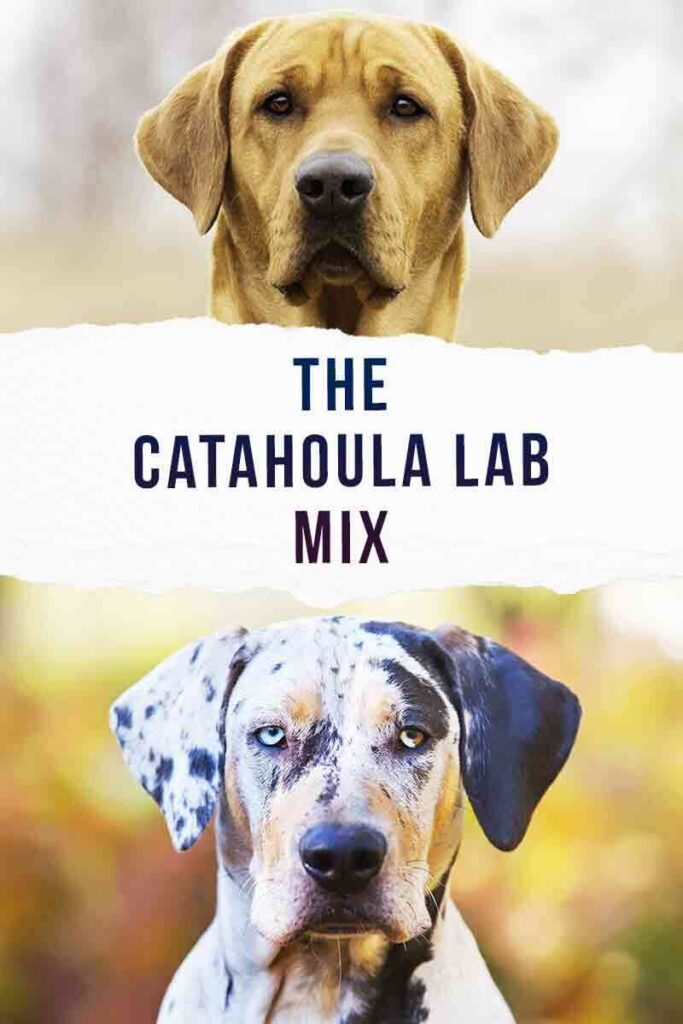 catahoula lab mix