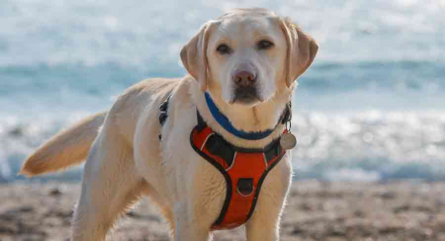 what is the best escape proof dog harness