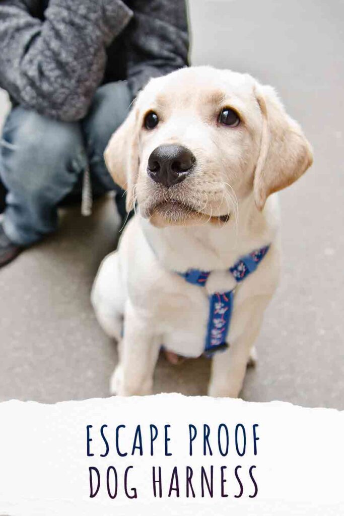 escape proof dog harness