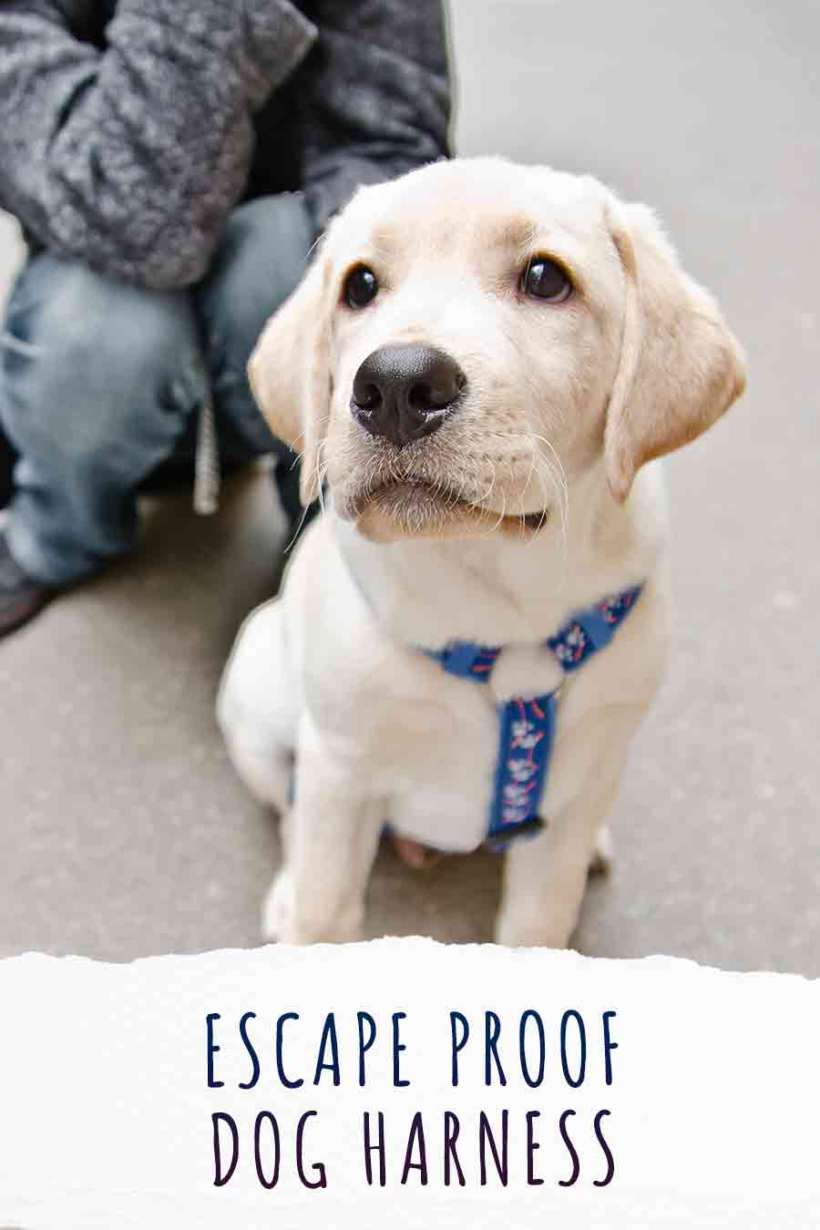 Escape Proof Dog Harness What To Look For And How To Choose