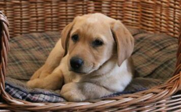 Bonnie, our yellow Lab puppy