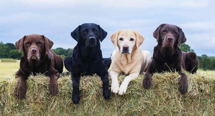 noms de chiens de pays