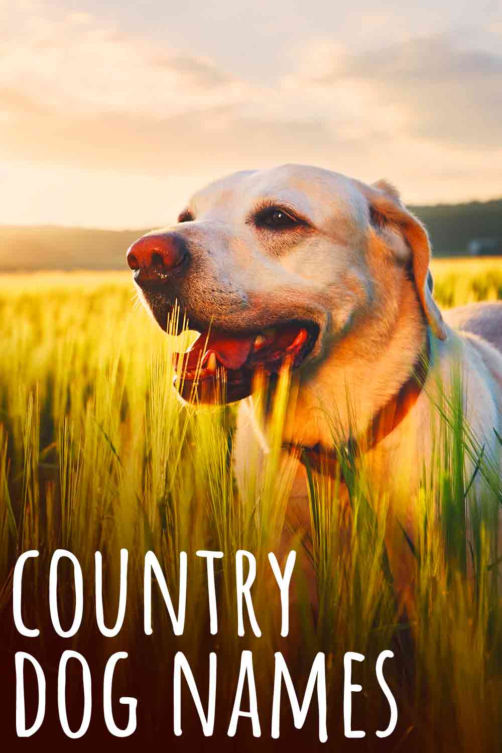 country dog names