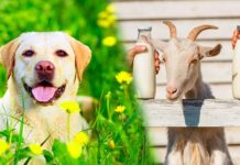 goats milk for dogs