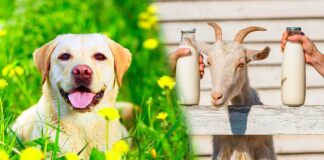 goats milk for dogs