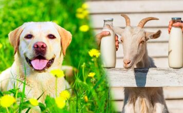 goats milk for dogs