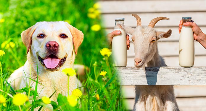 Goats Milk For Dogs - Is It Safe, Or Best Avoided?