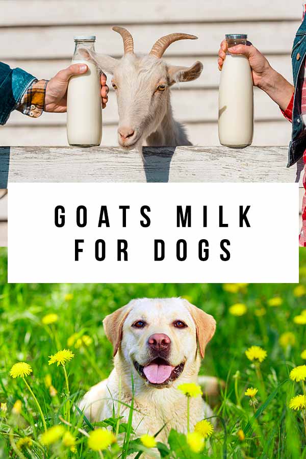 goat's milk for dogs