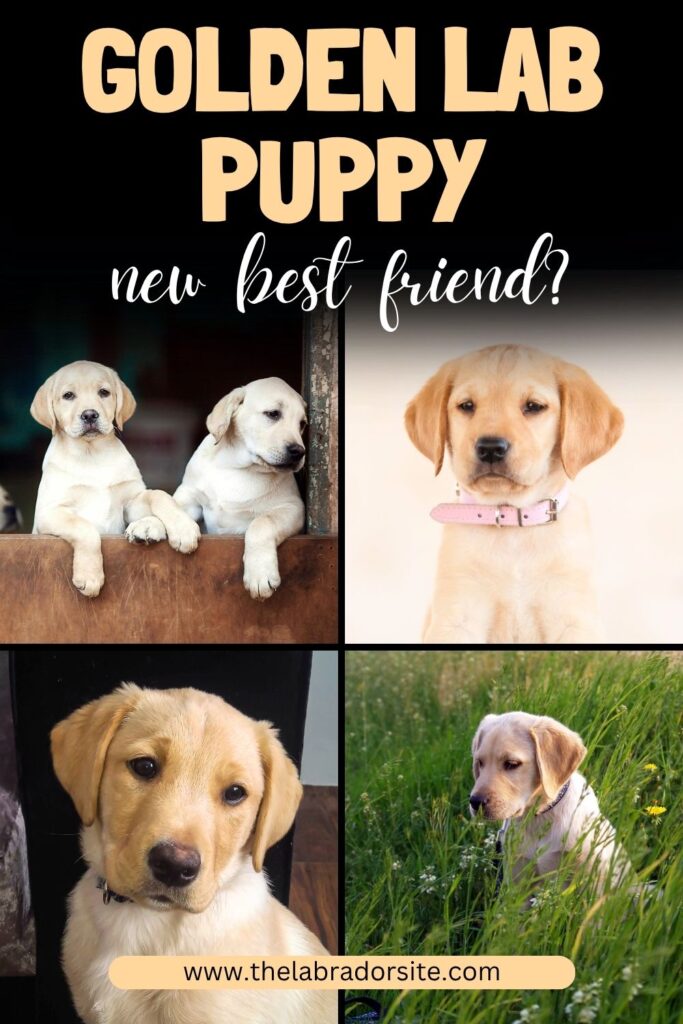 collage of four photos of golden lab puppies