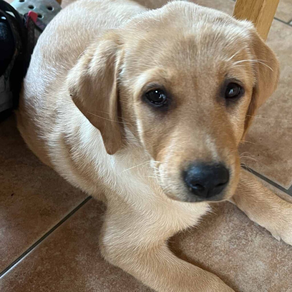 yellow lab puppy english and american lines