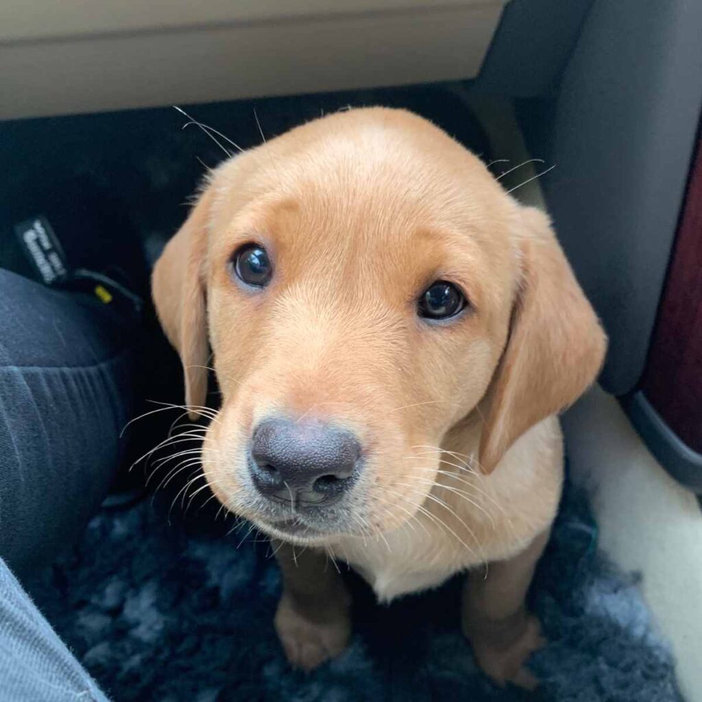 golden yellow lab puppy in car