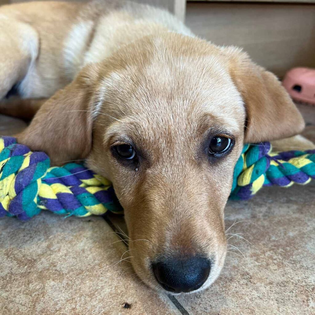 yellow lab rope toy