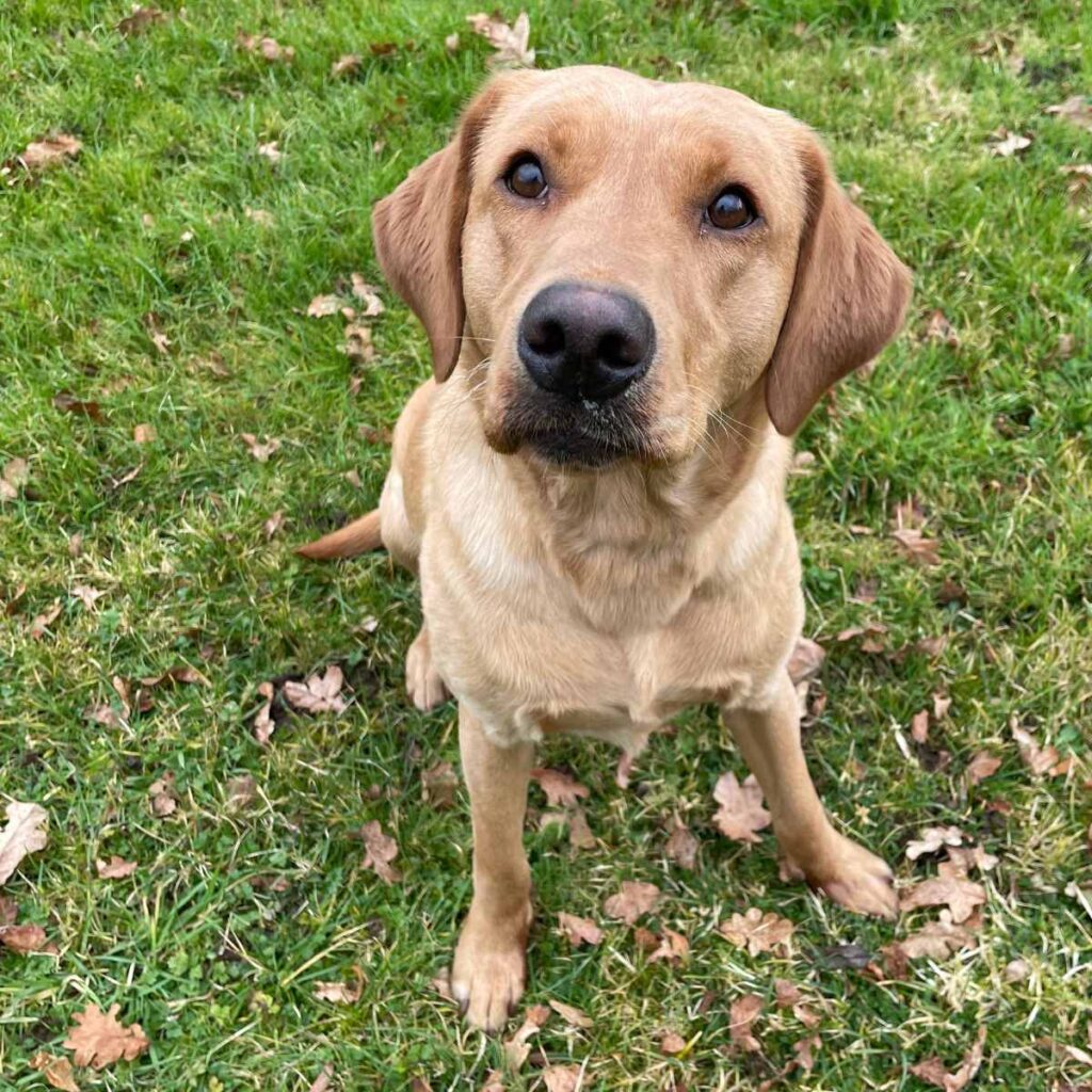 yellow lab sit training