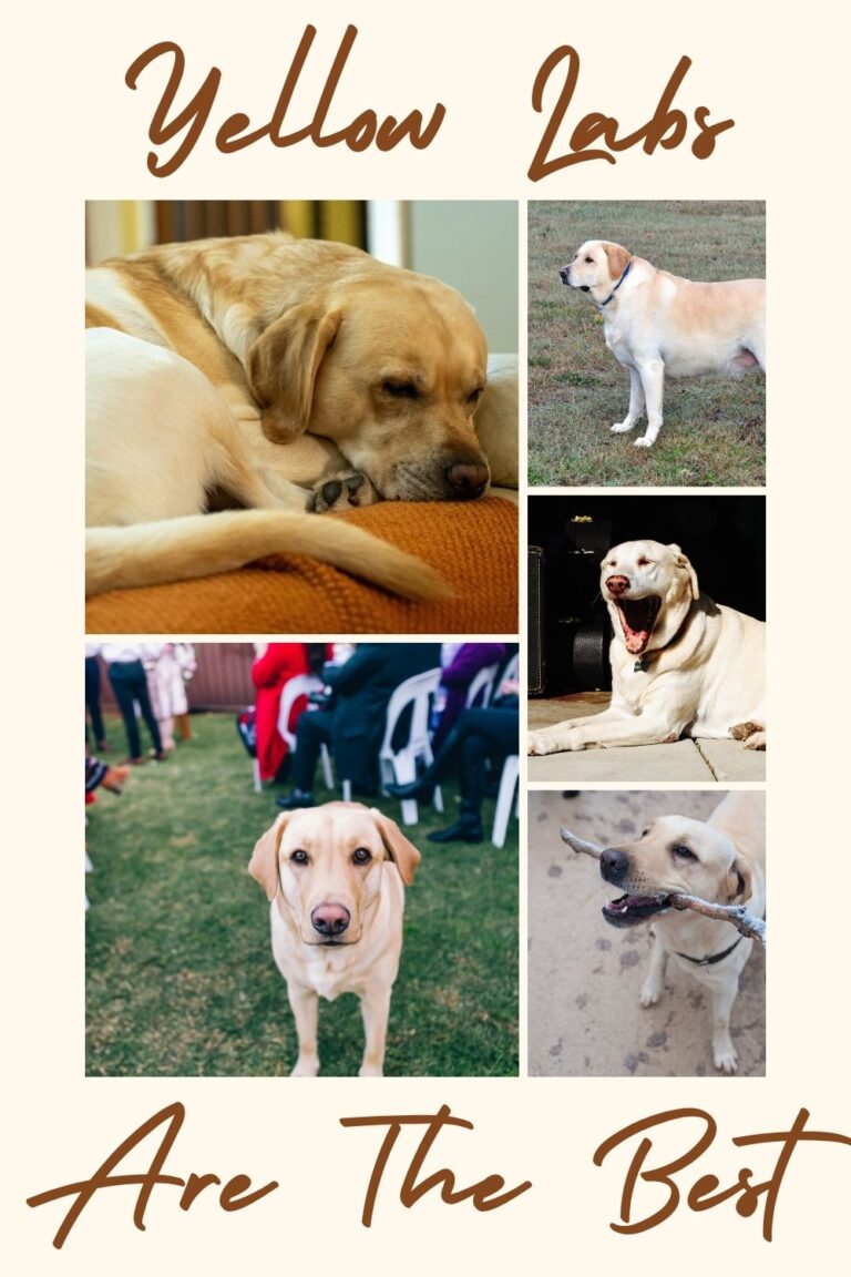 Meet the Yellow Lab: From Looks to Loveable Traits!