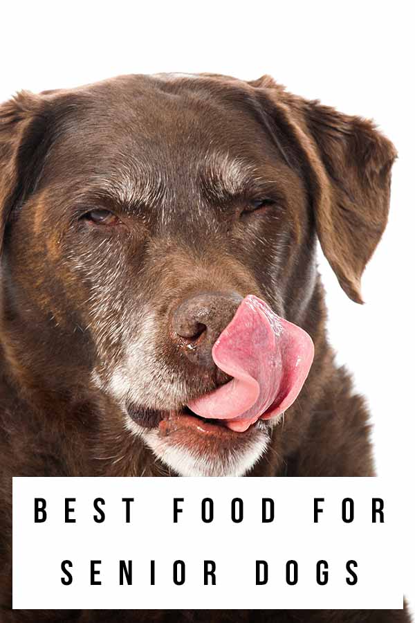 Is Puppy Food Bad For Senior Dogs