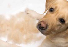 do labs need haircuts