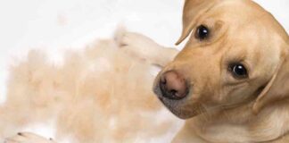 do labs need haircuts