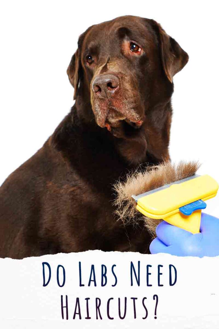 Do Labs Need Haircuts? The Pros And Cons Of Cutting Labrador Fur
