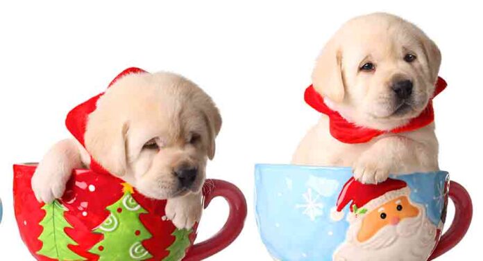 teacup lab