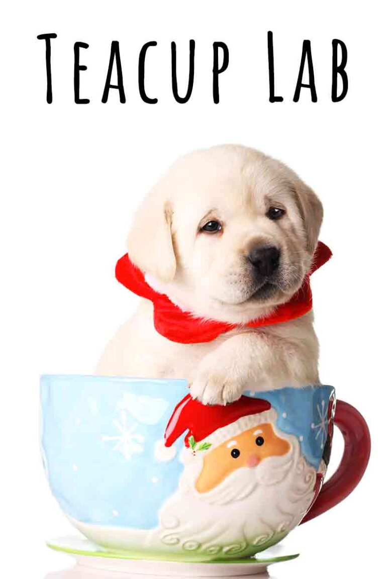 Teacup Lab The Pros And Cons Of The Teacup Labrador