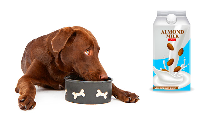 Can Dogs Drink Almond Milk? - The Labrador Site