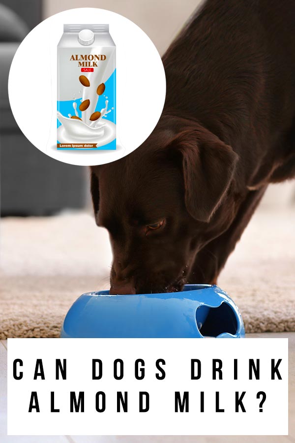 can dogs drink almond milk?