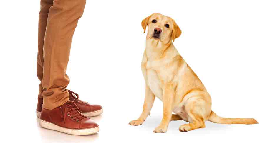 what causes dwarfism in dogs