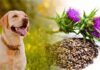 milk thistle for dogs