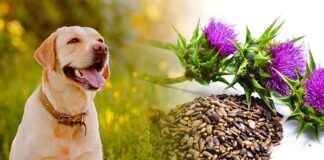 milk thistle for dogs