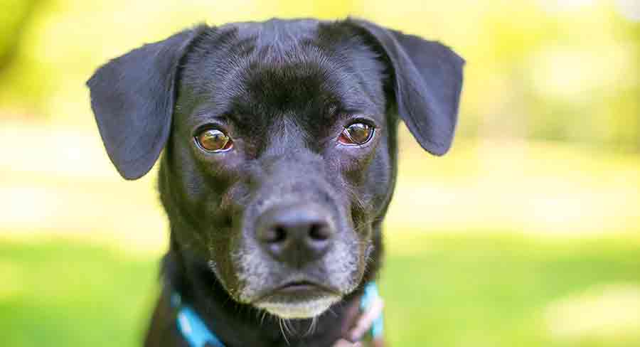 black lab beagle mix